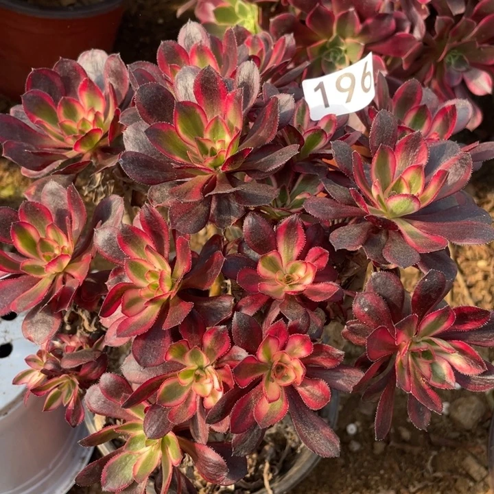 无花朵196多肉植物丽娜