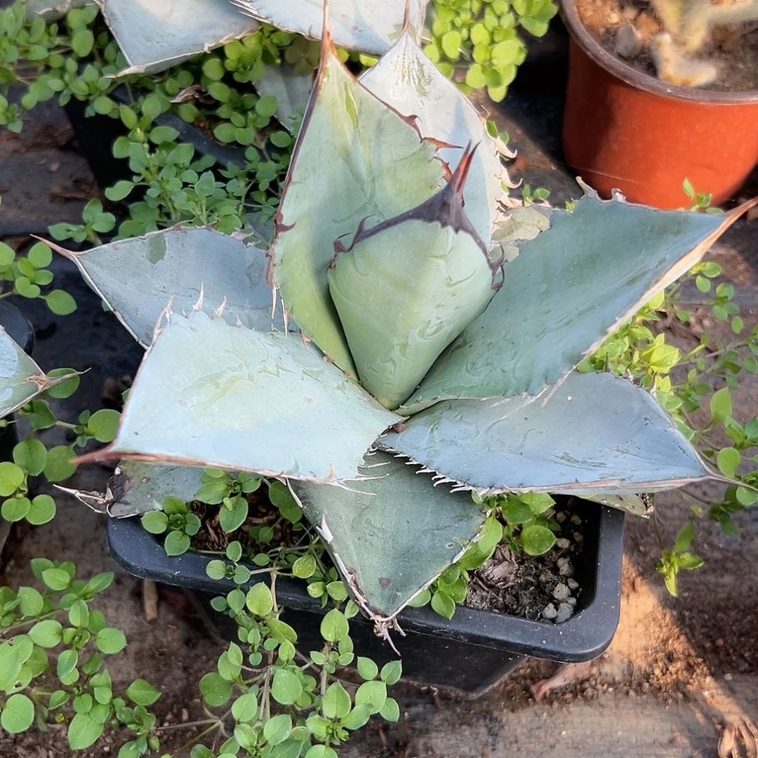 多肉植物白冰龙舌兰