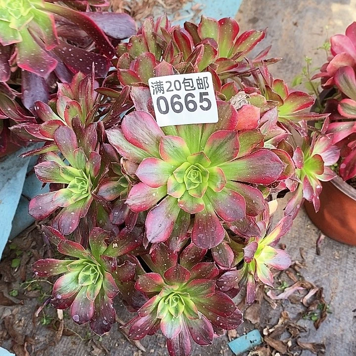 0665 一颗安娜法师