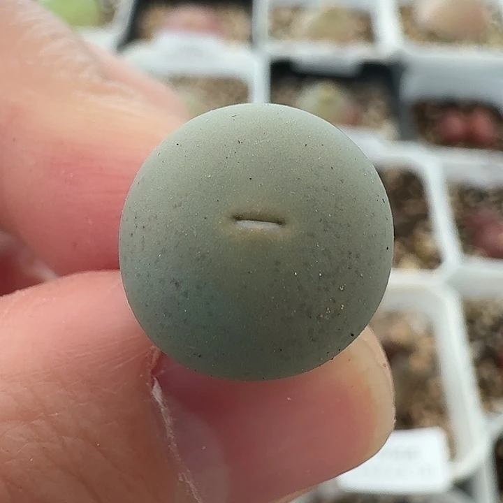 老马生石花433v嘴1437