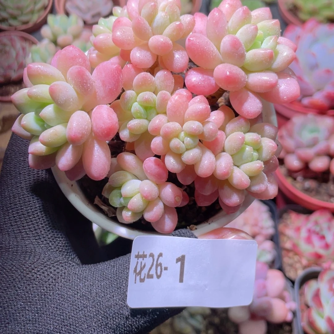 花利美26-1洛可可