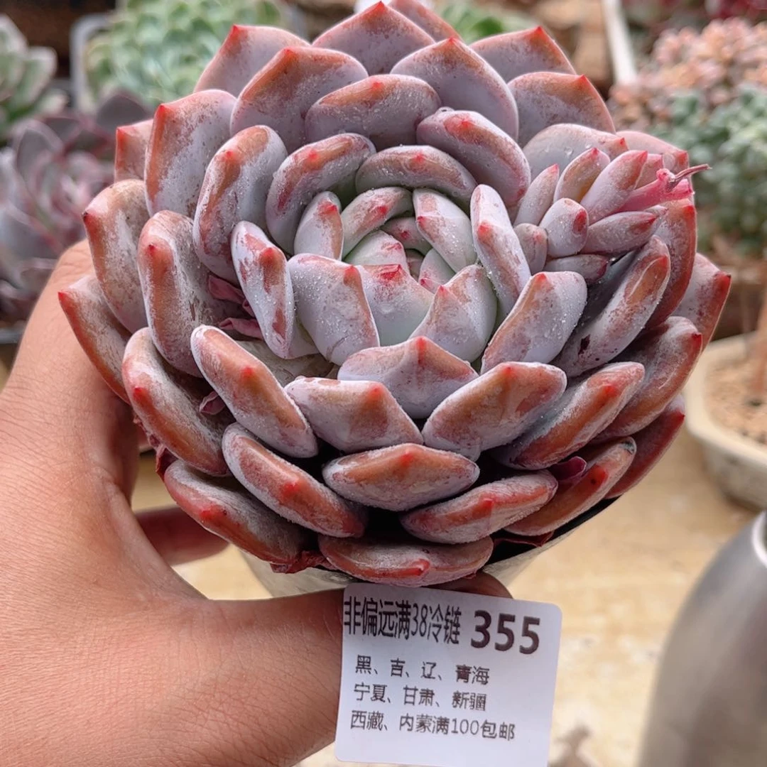 355橙子德华多肉