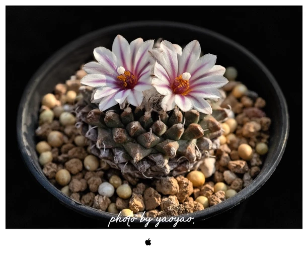 仙人球植物五十专拍备注编号