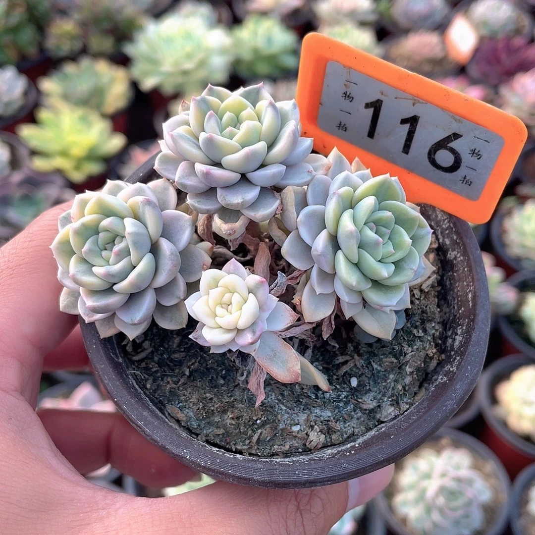 粉布偶锦116号多肉