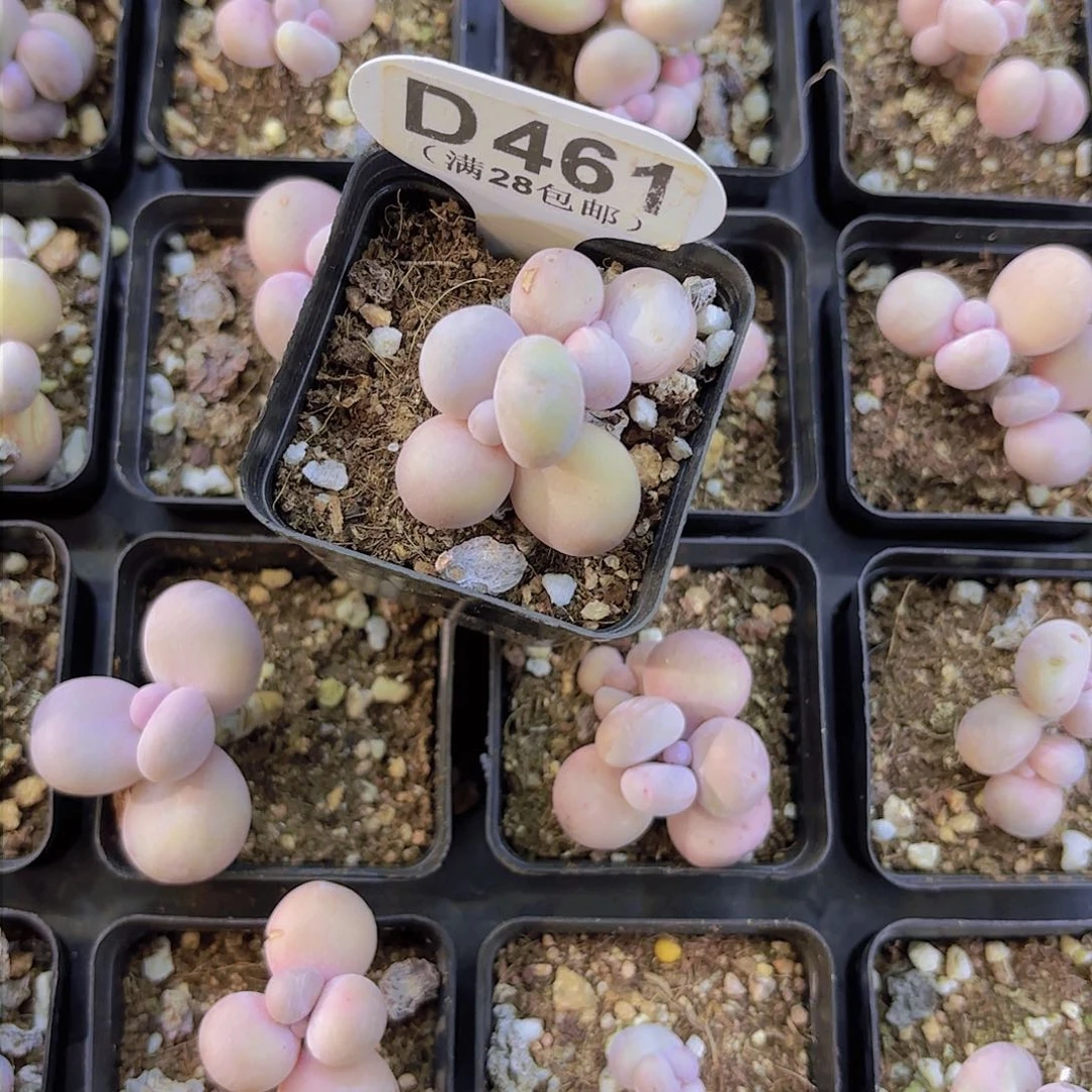 D461水光针一物一拍