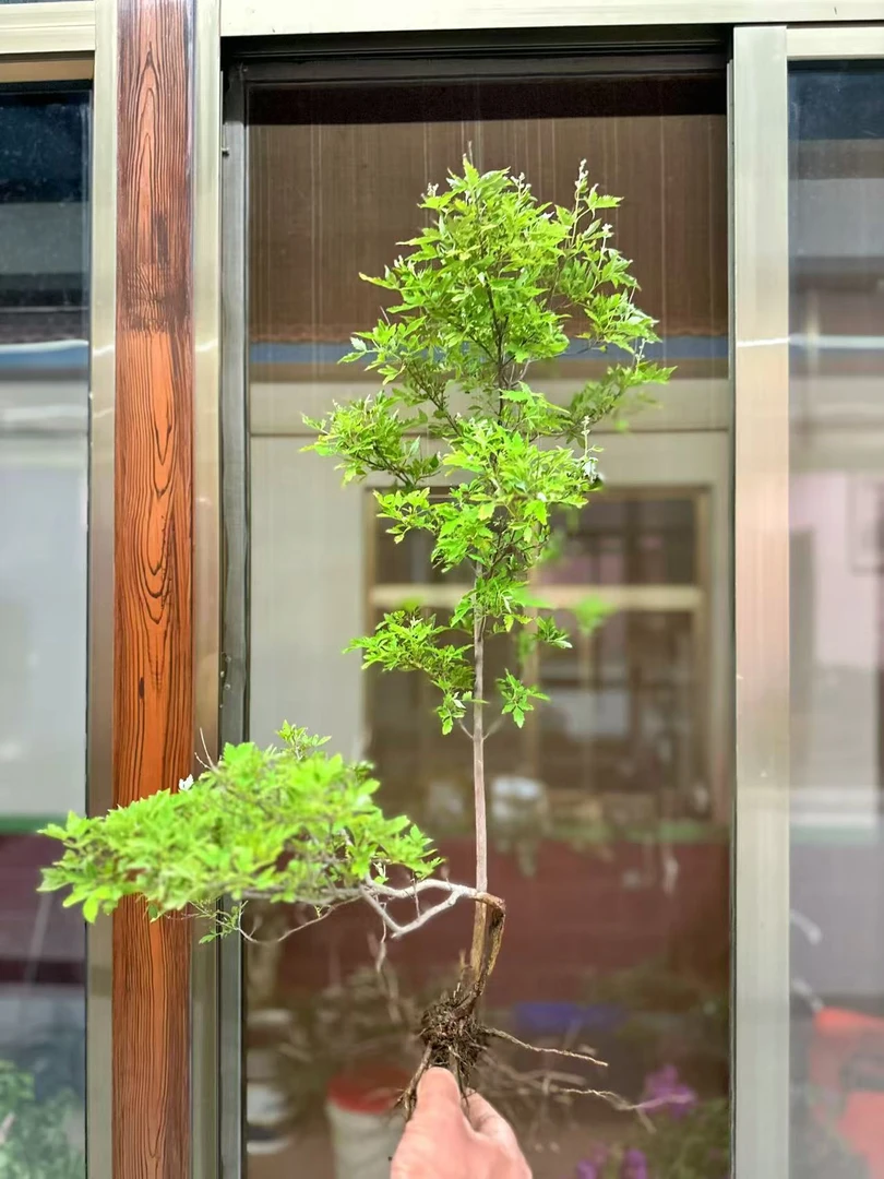 黄荆盆景一物一拍小棵下单NO换NO退介意勿拍