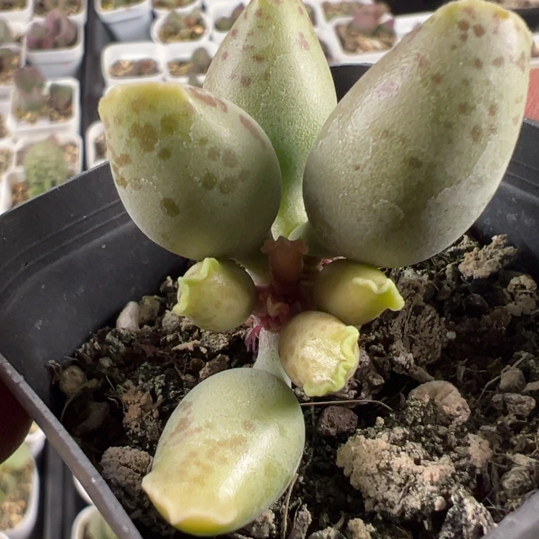 黄金海豹多肉植物水泡
