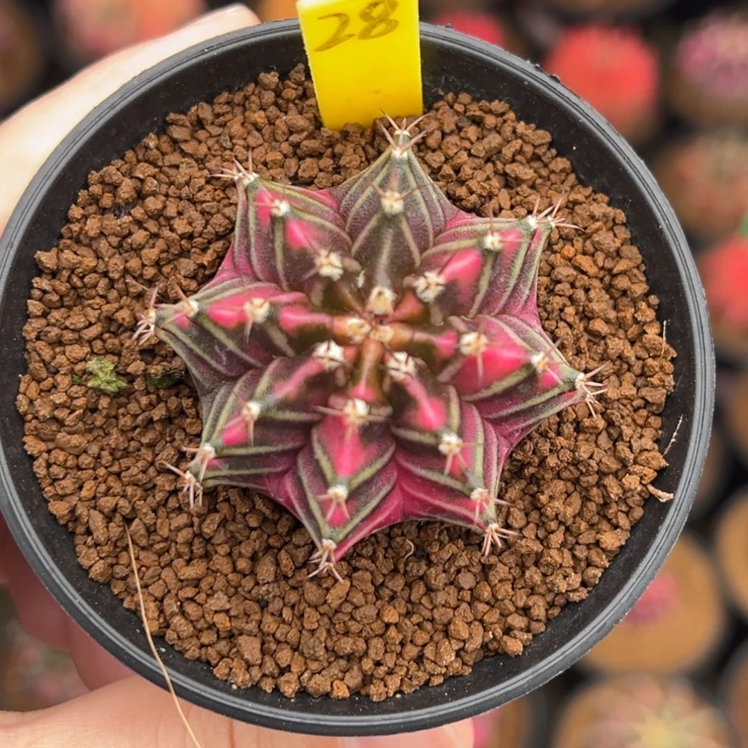 泰系实生米哈锦28