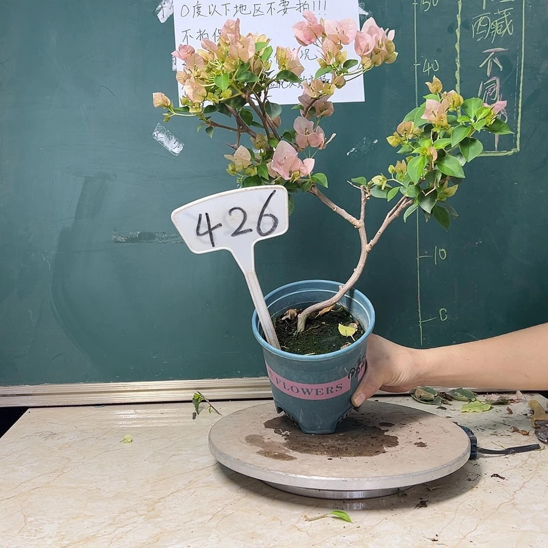 完全开放造型 暗斑丽人 426