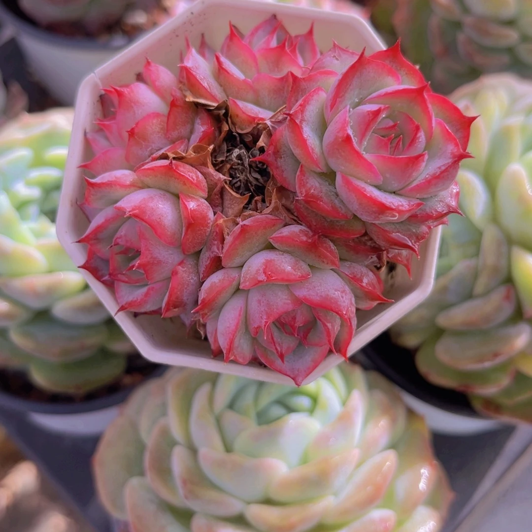 侧影7公根898888899998