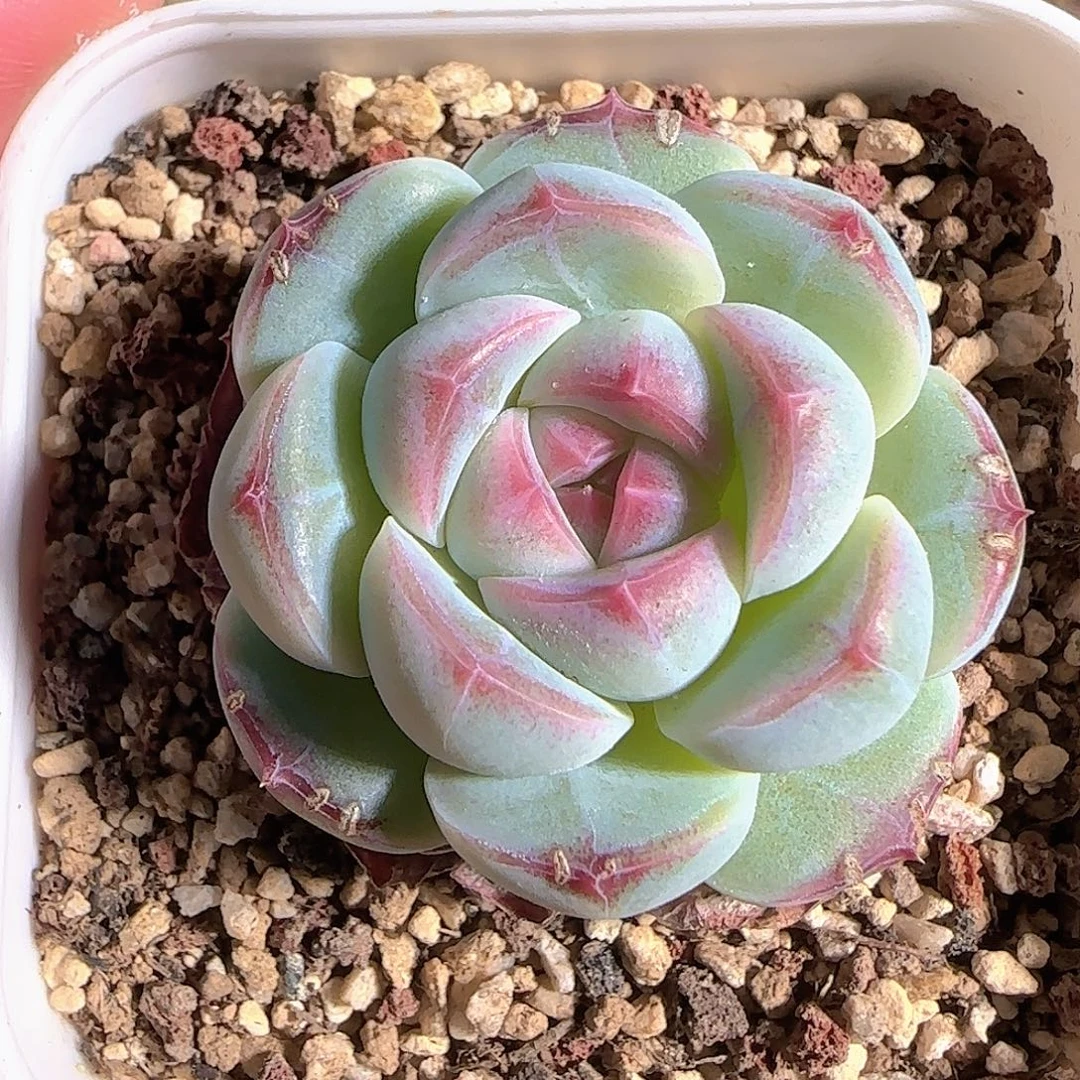 多肉1124-44福利福利