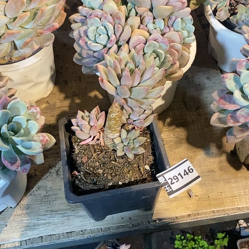 【闪购商品】霞*水晶球29146