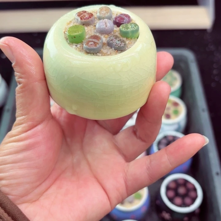 105凑满18包邮零下地区记得拍保温箱