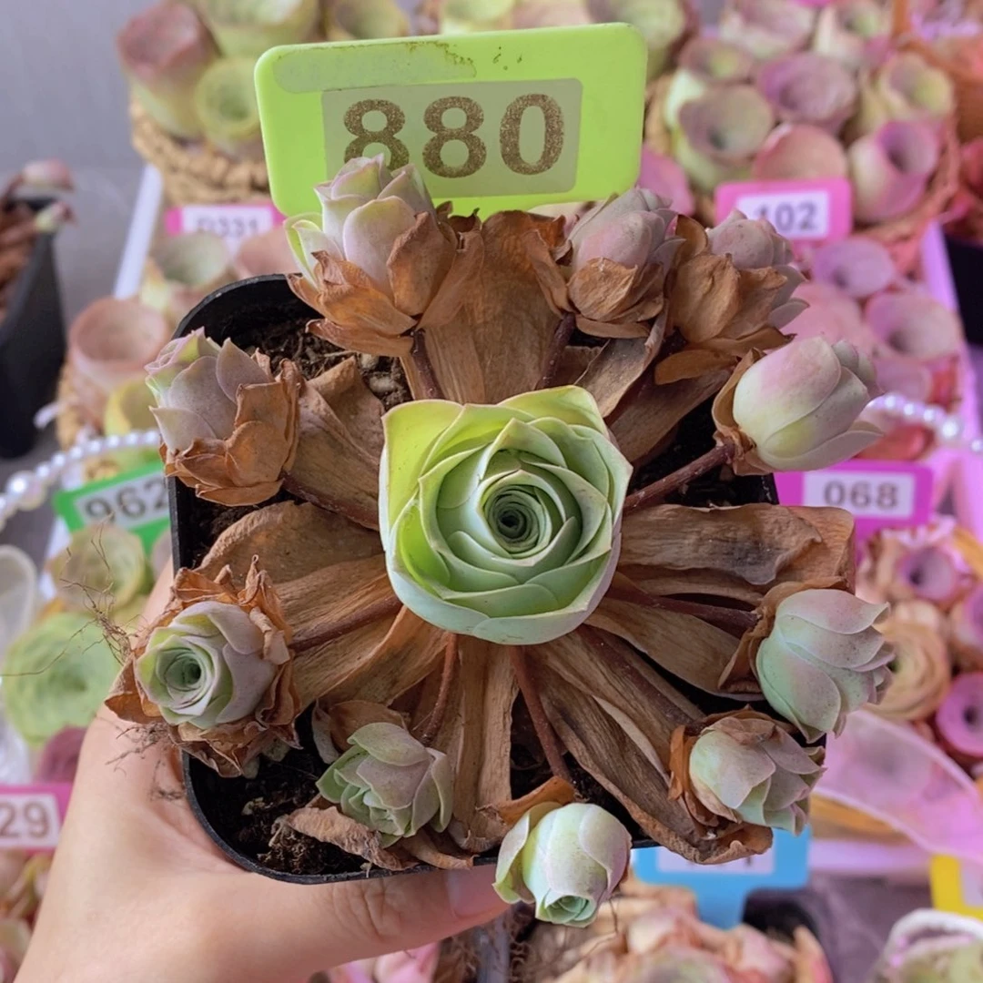 山地玫瑰一物一拍880