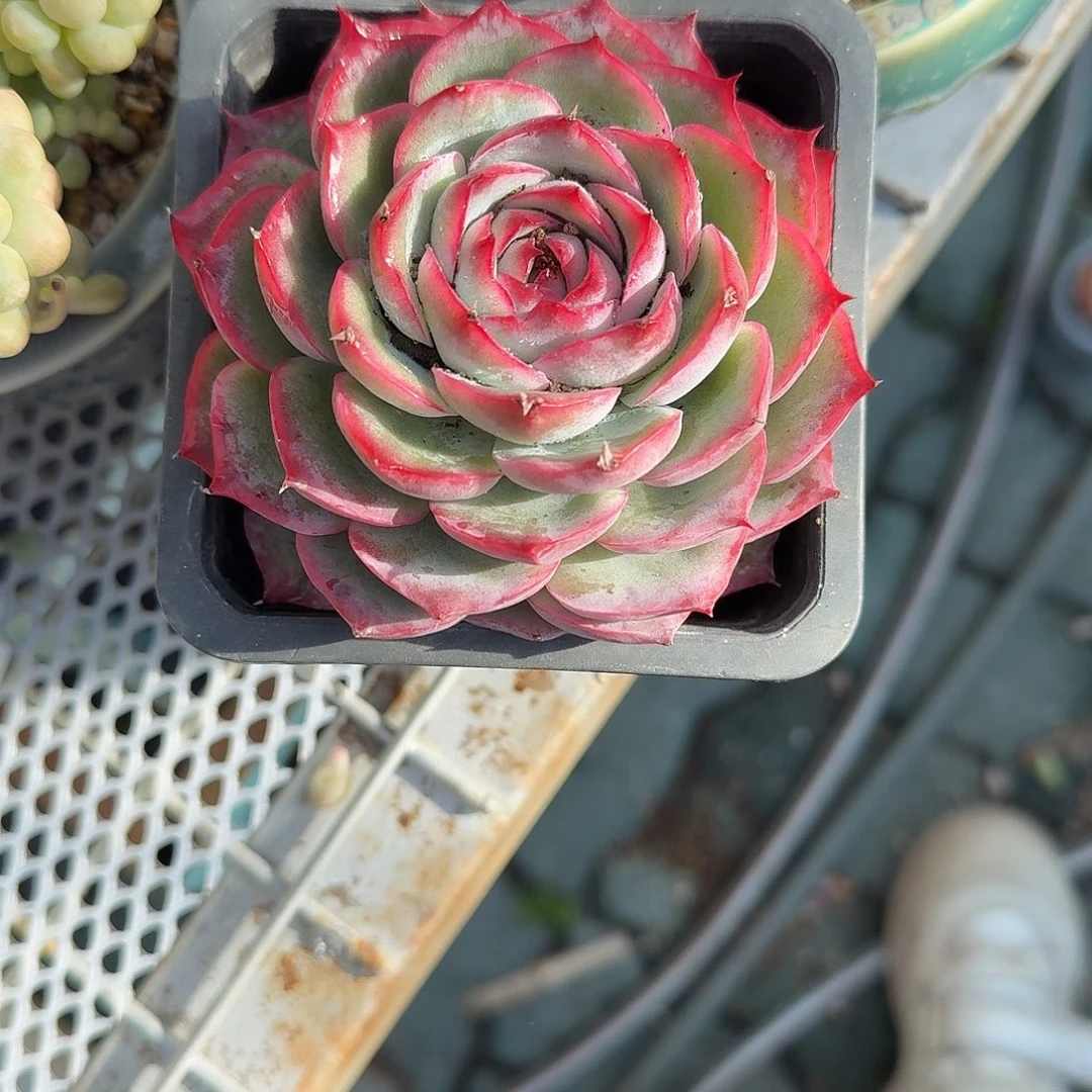 侧影单头多肉植物