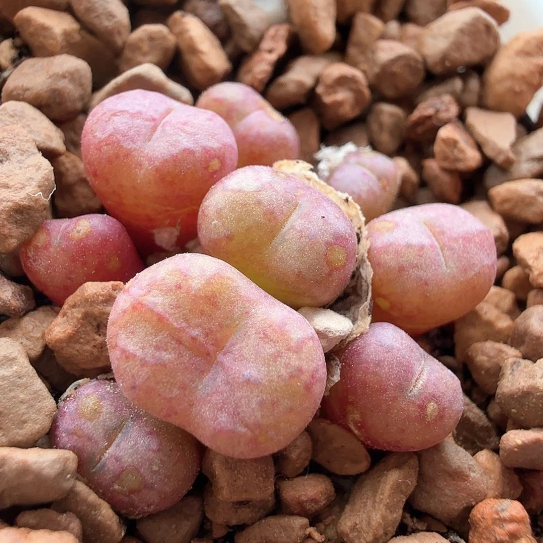 2.10.58/蜜橘杂交/多肉植物