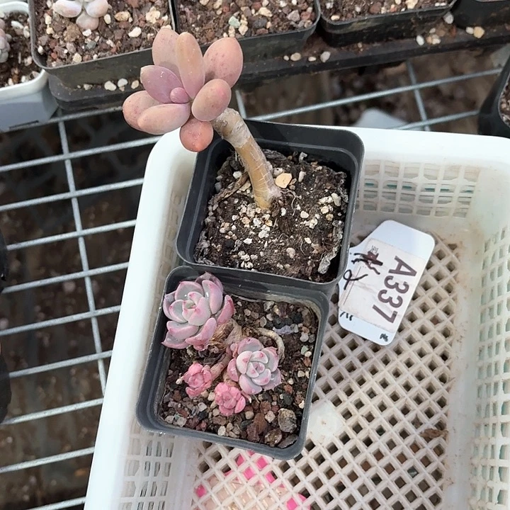 冷**知c b x c vv d f 337