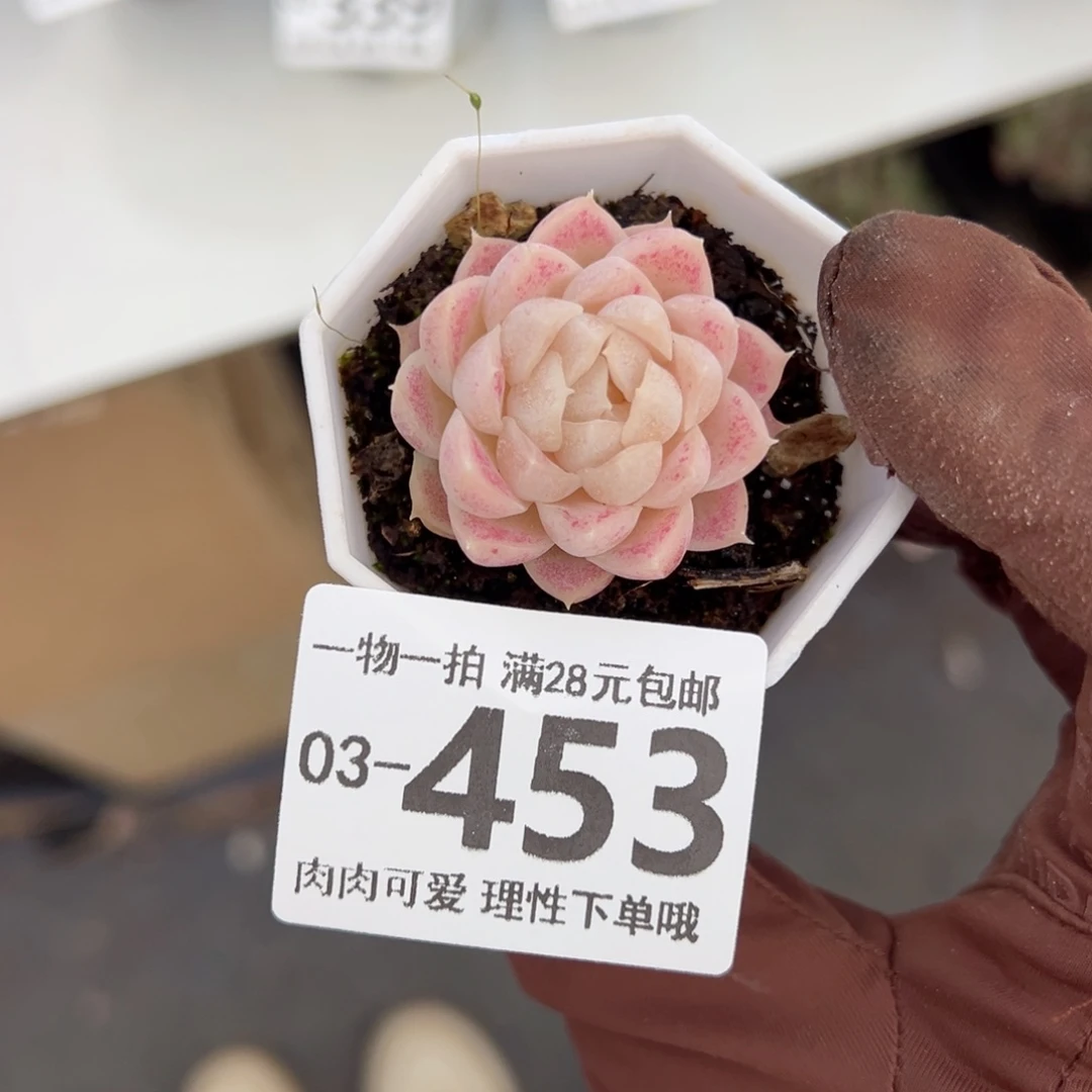 崽***鼓麦秆，多肉多肉多肉多肉