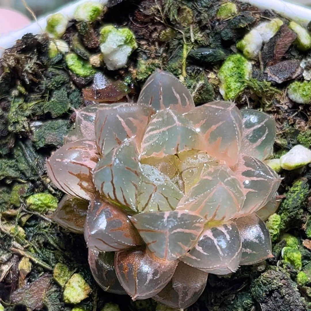 哼**嘿恭喜发财大吉大利702