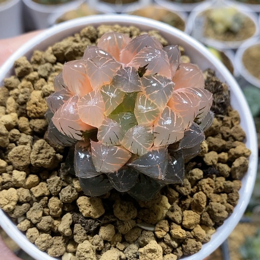 【闪购商品】68蓝镜玉露锦