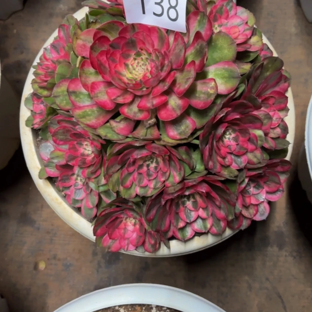 哈哈多肉葡萄多好138