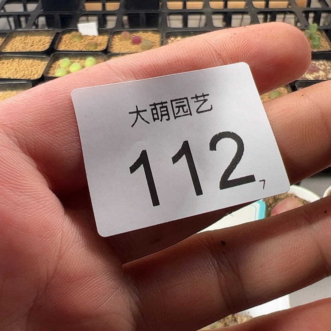 0000112量拍彩色蝴蝶勋章6颗