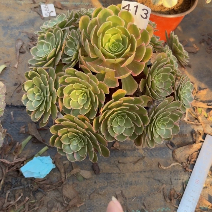 粉花夭多肉植物不包损413