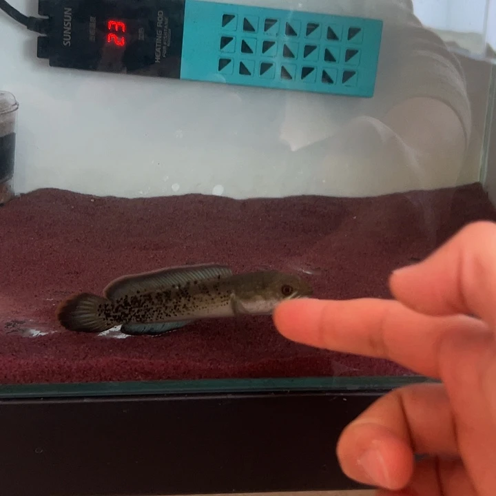海水鱼印尼鬼王蓝宝石雷龙鱼