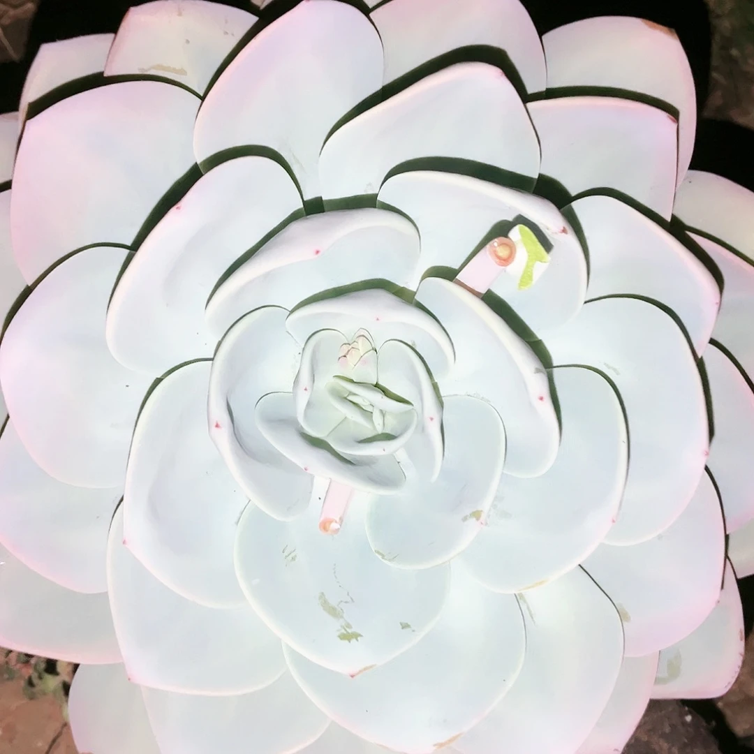 奶茶13.99多肉植物