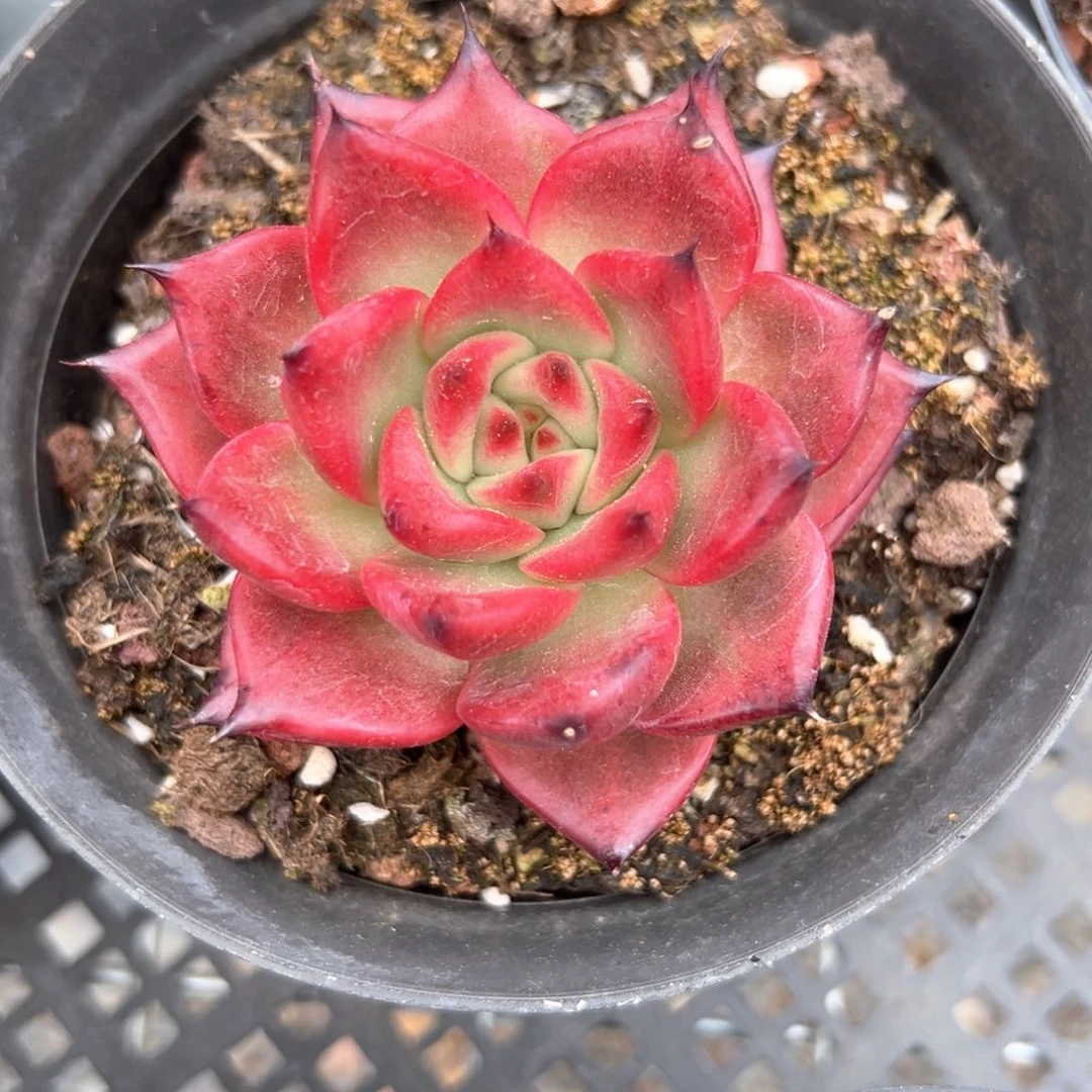 阿姆斯壮（满38包邮）多肉