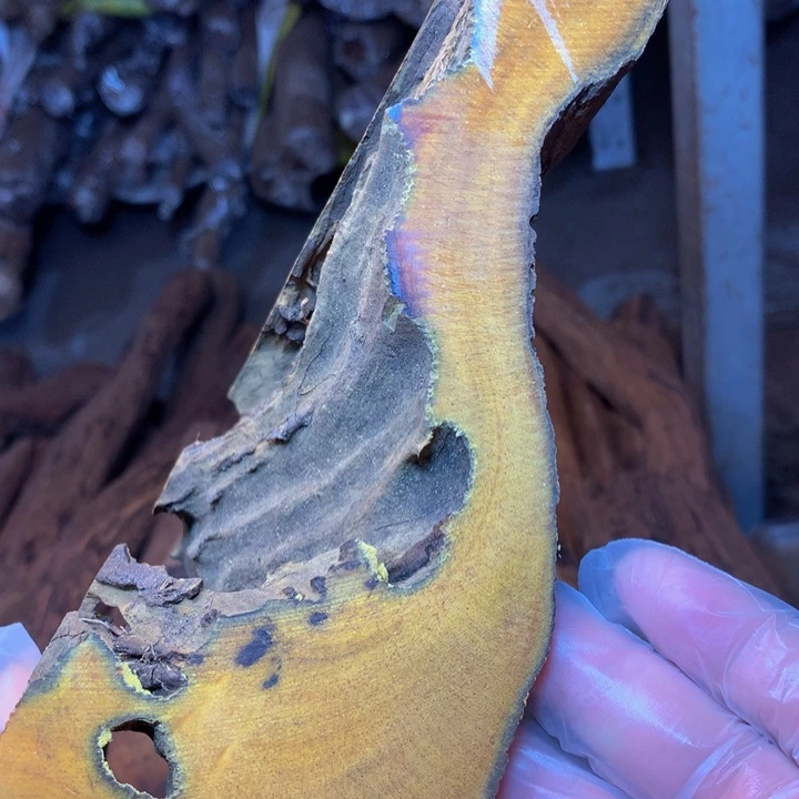 贝壳桑**?贡木原料定制6×7