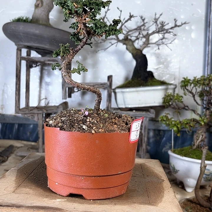 红陶军*石化5806332580