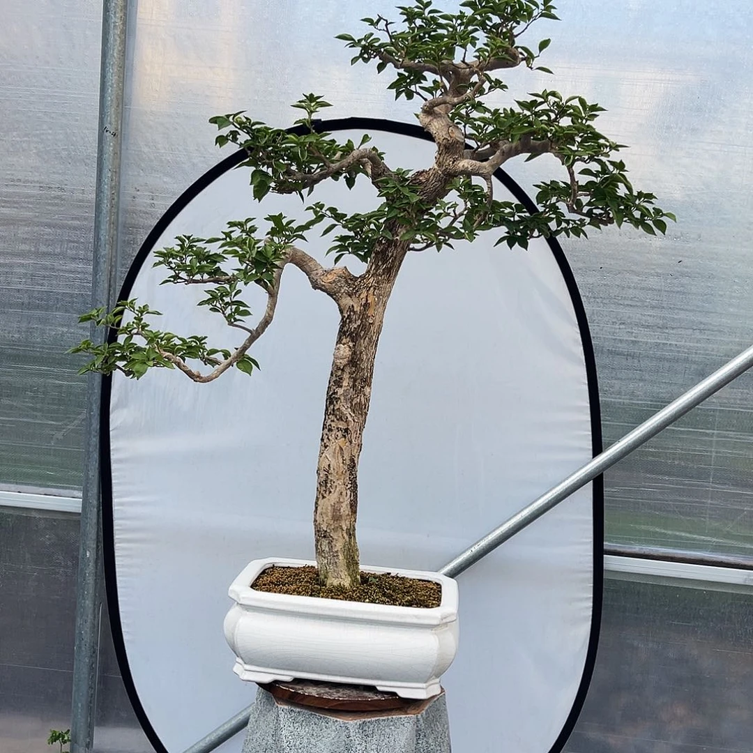 无花朵小叶紫。。。。。。