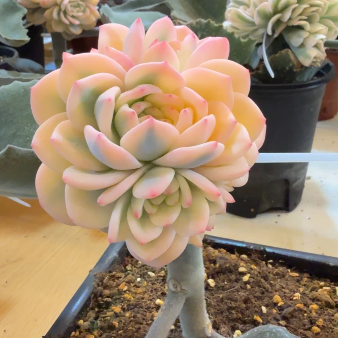 橙梦露宽锦 安吉园艺