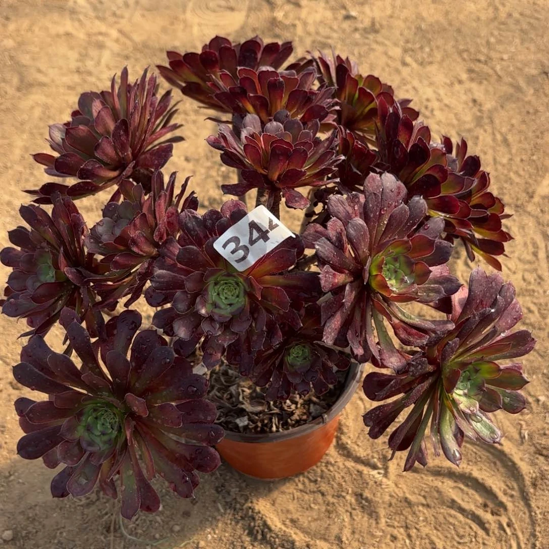 344红铜黄锦多肉不包损