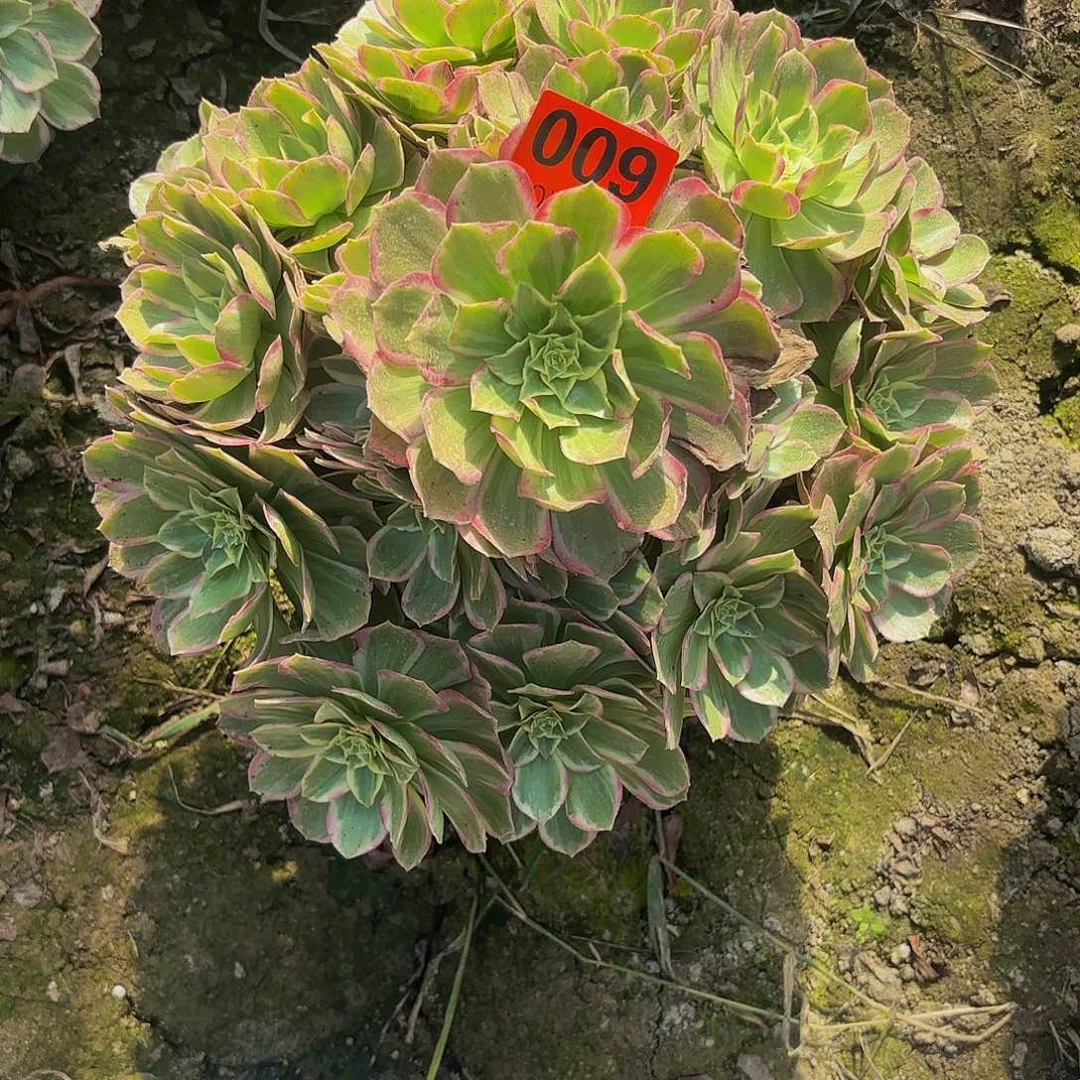 万彩灯法师93-15-009