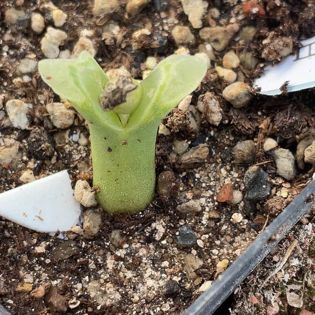 9-51冰风铃多肉植物