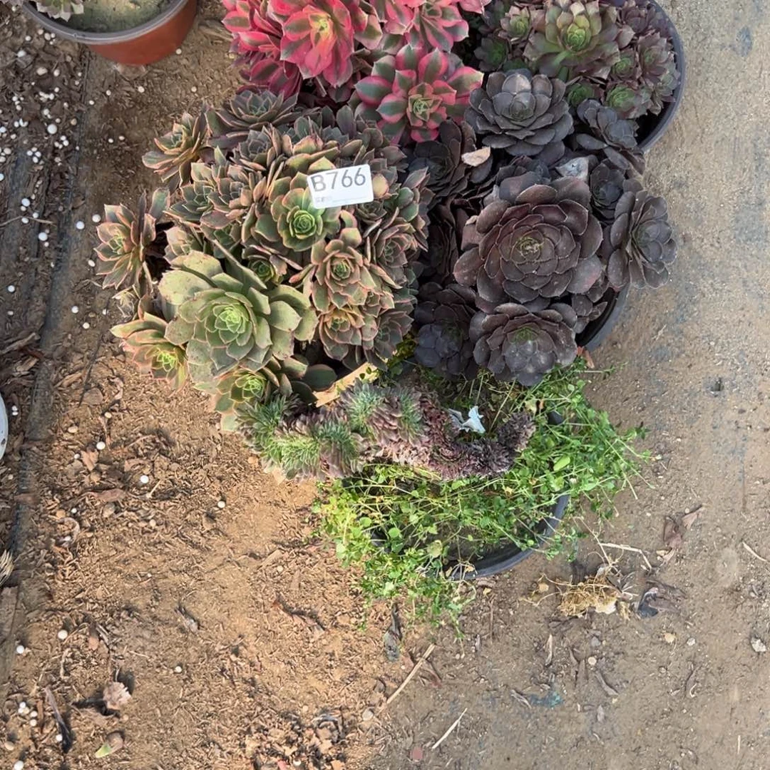 766五颗组合多肉植物法师