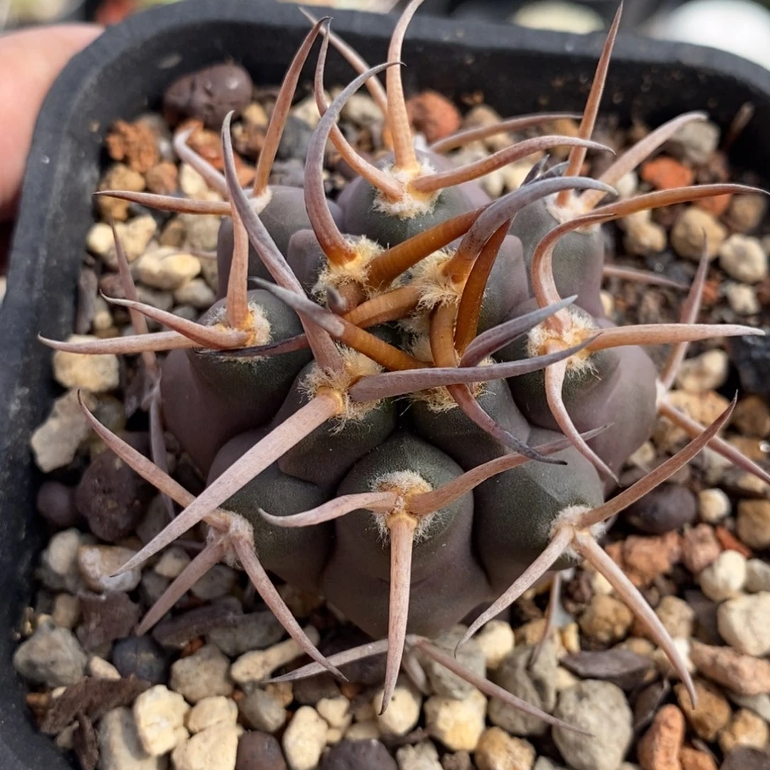 植播园艺金刺守金摩天龙
