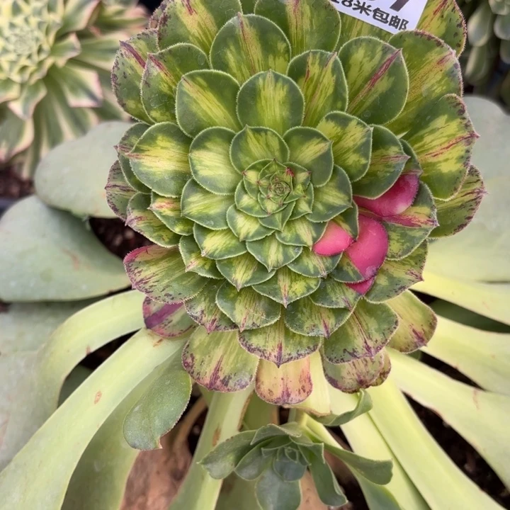 367知否掌心多肉法师锦