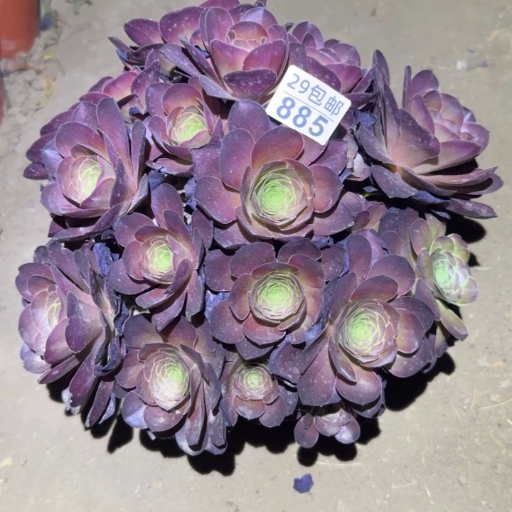 魅金……多肉植物的