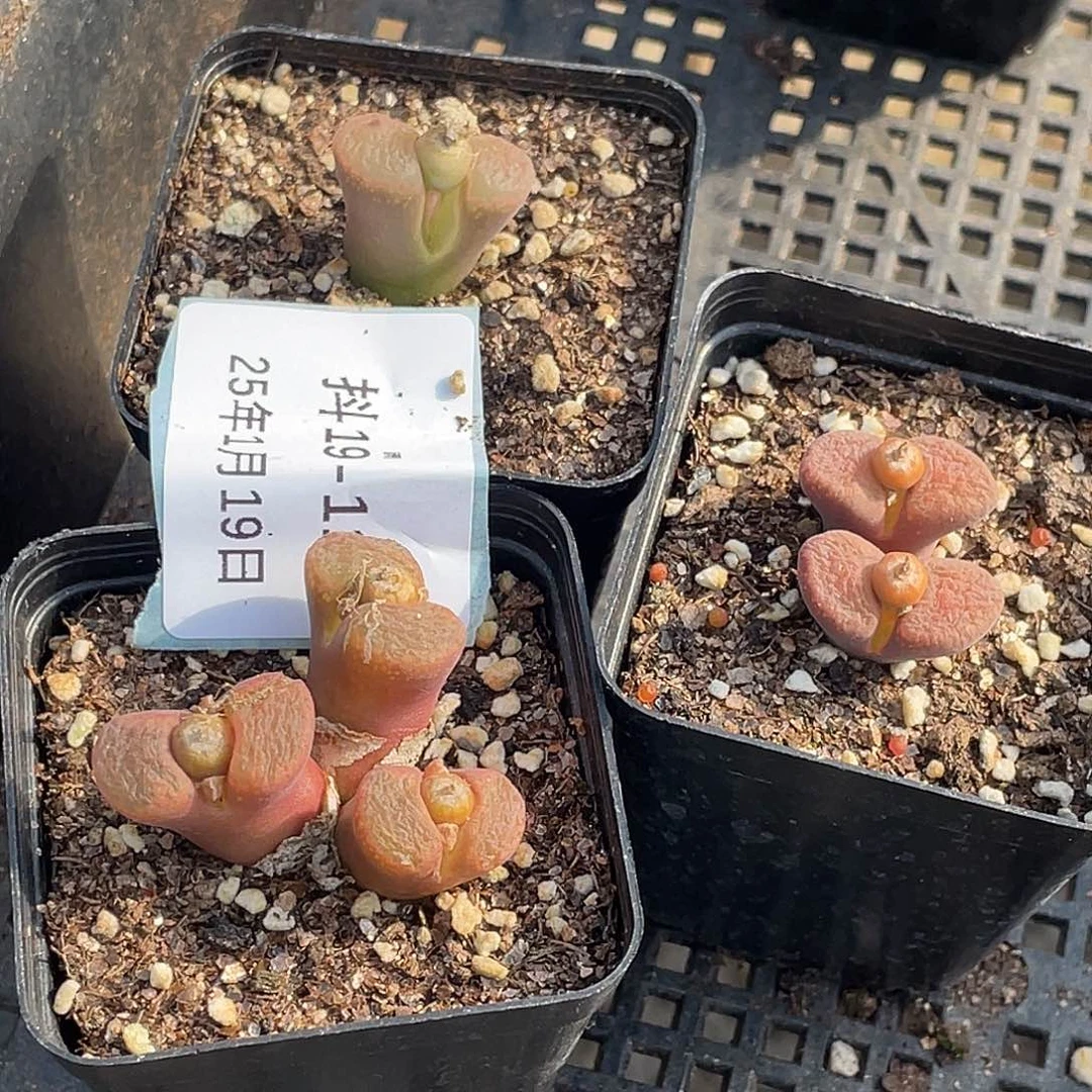 .*嘟19-11肉锥多肉植物
