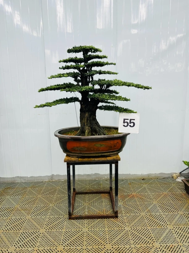 老桩米叶罗汉松含盆高度110cm 冠幅110cm左右