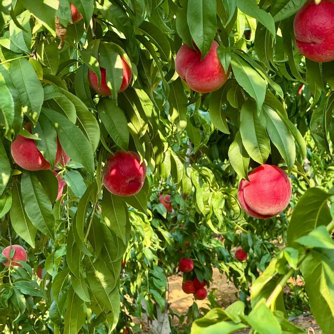 丹东鸭绿江露天艳红桃现摘甜可口清爽应季水果