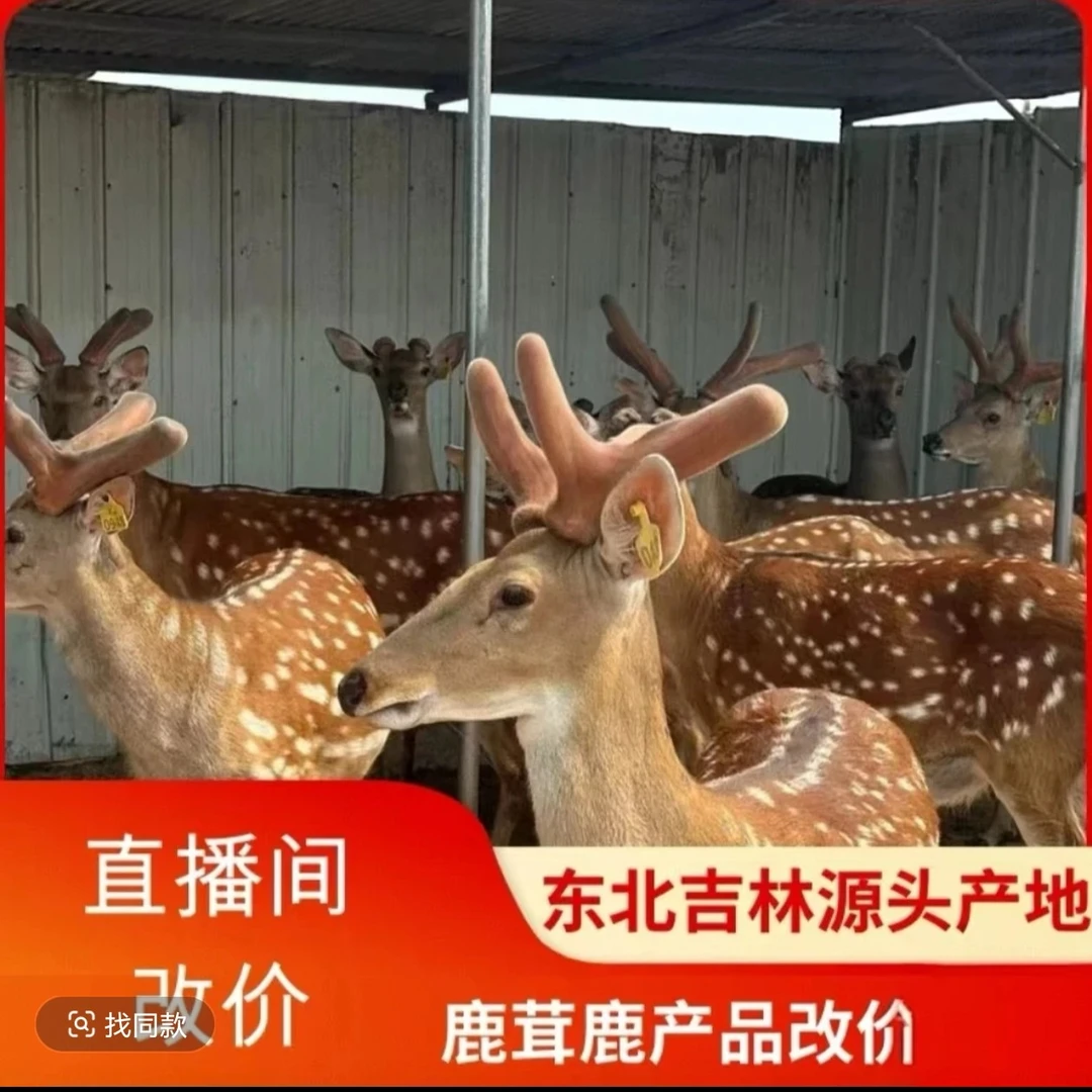鹿产品改价专用链接，一物一拍，直播间实物为准，东北鹿乡发货静