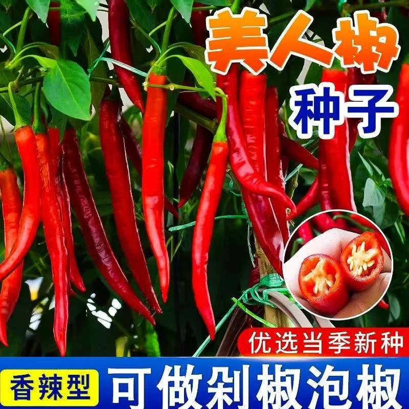 B36优质美人椒种子薄皮香脆特辣做剁椒酱阳台庭院盆栽种植蔬菜种