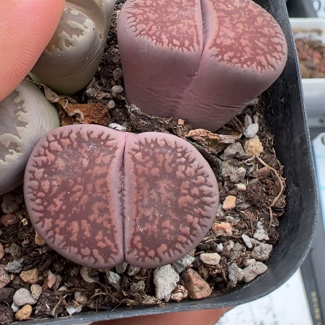 萍****7.10好看的多肉脱土发货077