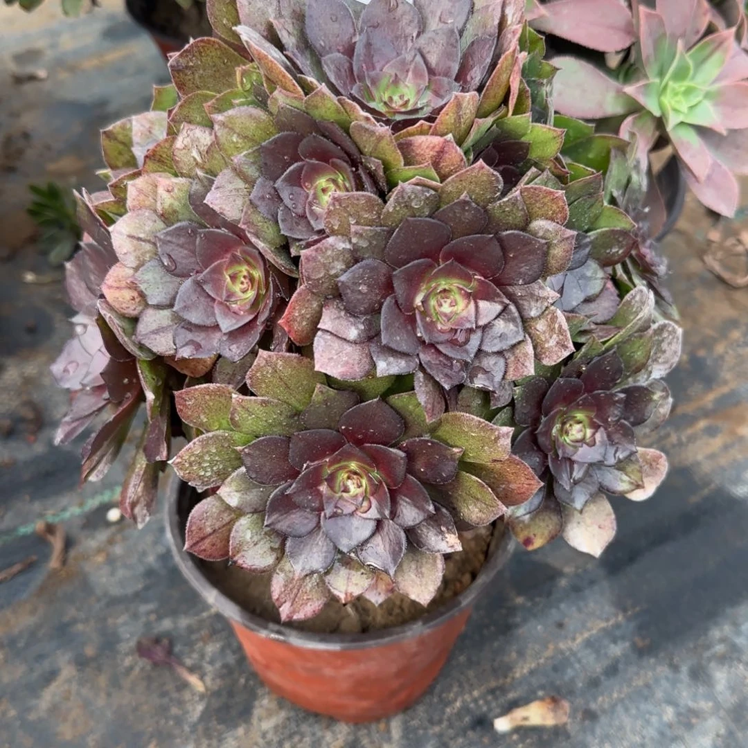 桃花石304满20包邮断枝不包