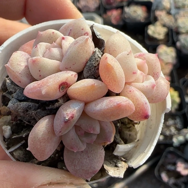 小卡拉米糖心一物一拍