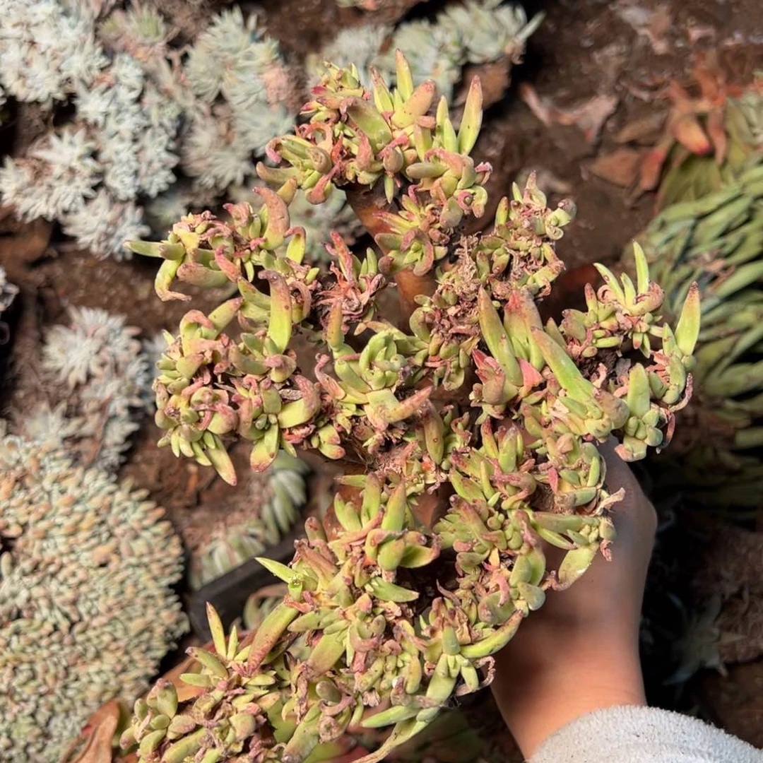 1780绿菊哈哈哈哈哈哈哈哈